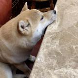 由 azxcv8863250913 (刊登 ID 1265713125，圖片 1) 提交，位於 的 (類別：)，說明：。