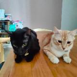 (Category: ) located in . Submitted by dodo_birdz (Listing ID 1374972512, Image 1). Description: .