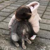 (Category: ) located in . Submitted by nurulhani01 (Listing ID 1453241020, Image 1). Description: .