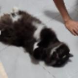 (Category: ) located in . Submitted by dogoinkcatbarkpigmeow (Listing ID 1371018908, Image 1). Description: .