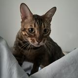 (分類:)位於 。 由 rottenhk 提交(商品編號 1317778128,圖片 1)。簡介: 。