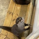 （分類：）位於 。 由 rrrrcccc123 提交（商品編號 1330590343，圖片 1）。簡介： 。