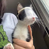 (Category: ) located in . Submitted by reyesxiant69137 (Listing ID 1449684679, Image 1). Description: .