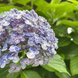 （分類：）位於 。 由 Sapheung 提交（商品編號 1372295877，圖片 1）。簡介： 。
