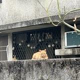 由 edwardcarrot17 (刊登 ID 1384409533，圖片 1) 提交，位於 的 (類別：)，說明：。
