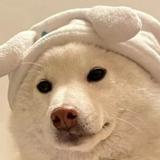 由 lilybell.yui (刊登 ID 1348969376，圖片 1) 提交，位於 的 (類別：)，說明：。