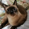 (Category: ) located in . Submitted by apaulsanti87949 (Listing ID 1460710171, Image 1). Description: .