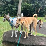 (Category: ) located in . Submitted by loti3 (Listing ID 1374004882, Image 1). Description: .