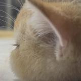 （分類：）位於 。 由 heedo0723 提交（商品編號 1268999084，圖片 1）。簡介： 。