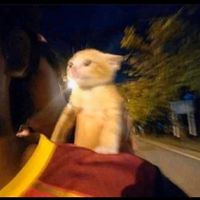 由 mjrrrrr916 (刊登 ID 1383361100，圖片 1) 提交，位於 的 (類別：)，說明：。