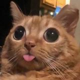 (Category: ) located in . Submitted by kittysayang (Listing ID 1291468149, Image 1). Description: .
