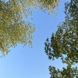 (Category: ) located in . Submitted by dz2dz (Listing ID 1336772008, Image 1). Description: .