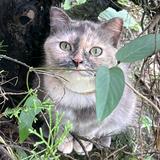 由 hualai1010 (刊登 ID 1341609666，圖片 1) 提交，位於 的 (類別：)，說明：。