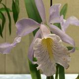 （分類：）位於 。 由 lavenderwish 提交（商品編號 1307661414，圖片 1）。簡介： 。