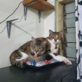 (Kategori: ) berada di . Dikirim oleh prelovedjellie (ID iklan 1382820797, Gambar 1). Deskripsi: .