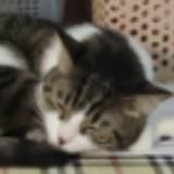 (Category: ) located in . Submitted by mashedbeans (Listing ID 1239663695, Image 1). Description: .