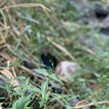 由 aeasonlin (刊登 ID 1382597009，圖片 1) 提交，位於 的 (類別：)，說明：。