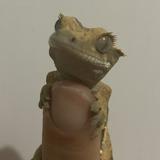 （分類：）位於 。 由 l0911 提交（商品編號 1338763412，圖片 1）。簡介： 。