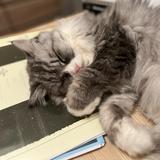 (Category: ) located in . Submitted by mistycatcat (Listing ID 1370097006, Image 1). Description: .