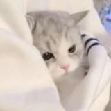 （分類：）位於 。 由 samemiley555421 提交（商品編號 1379236515，圖片 1）。簡介： 。
