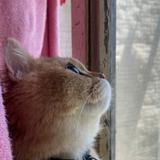 (分類:)位於 。 由 winky_1222 提交(商品編號 1419168860,圖片 1)。簡介: 。