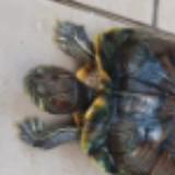 (Category: ) located in . Submitted by closetere (Listing ID 1306461075, Image 1). Description: .