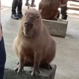 (Category: ) located in . Submitted by gacssoc (Listing ID 1297307269, Image 1). Description: .