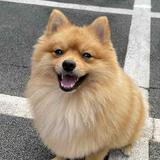 (Category: ) located in . Submitted by csang88 (Listing ID 1345025313, Image 1). Description: .