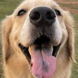 (Category: ) located in . Submitted by pawlovessssss (Listing ID 1408420186, Image 1). Description: .