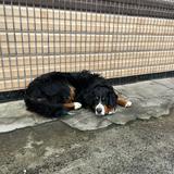 (Category: ) located in . Submitted by rufflesman (Listing ID 1379896230, Image 1). Description: .
