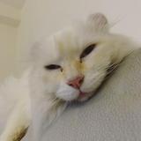 （分類：）位於 。 由 mysmellycat 提交（商品編號 1348037029，圖片 1）。簡介： 。