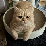 （分類：）位於 。 由 magarr 提交（商品編號 1353262521，圖片 1）。簡介： 。
