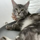 （分類：）位於 。 由 meowmai 提交（商品編號 1370607501，圖片 1）。簡介： 。