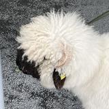 （分類：）位於 。 由 lulusaa 提交（商品編號 1322623989，圖片 1）。簡介： 。