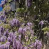 （分類：）位於 。 由 make_goods_use 提交（商品編號 1320333009，圖片 1）。簡介： 。