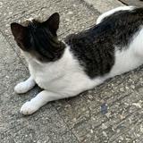 （分類：）位於 。 由 petkisspet 提交（商品編號 189101181，圖片 1）。簡介： 。