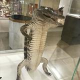 由 taruki (刊登 ID 1372846957，圖片 1) 提交，位於 的 (類別：)，說明：。