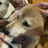 由 laris23 (刊登 ID 1379095608，圖片 1) 提交，位於 的 (類別：)，說明：。