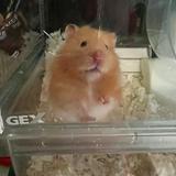 （分類：）位於 。 由 panda23456 提交（商品編號 1271524933，圖片 1）。簡介： 。