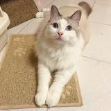 （分類：）位於 。 由 weki2926 提交（商品編號 1300803913，圖片 1）。簡介： 。