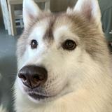 (Category: ) located in . Submitted by chong2013 (Listing ID 1344803265, Image 1). Description: .