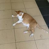 (Category: ) located in . Submitted by scuuseme (Listing ID 1378288550, Image 1). Description: .