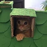 (Category: ) located in . Submitted by mommybee02 (Listing ID 1386058969, Image 1). Description: .