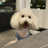 (Category: ) located in . Submitted by thelittledoghouse (Listing ID 1215157979, Image 1). Description: .