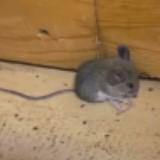 (Category: ) located in . Submitted by chuchupapi (Listing ID 1335161373, Image 1). Description: .