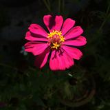 （分類：）位於 。 由 lovelycatluck 提交（商品編號 1121053382，圖片 1）。簡介： 。