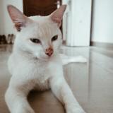 (Kategori: ) berada di . Dikirim oleh larasatiffany (ID iklan 1249668284, Gambar 1). Deskripsi: .