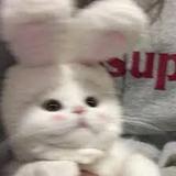 由 chen9087 (刊登 ID 1376756897，圖片 1) 提交，位於 的 (類別：)，說明：。