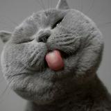 (Kategori: ) berada di . Dikirim oleh Luckycat03 (ID iklan 1383365847, Gambar 1). Deskripsi: .
