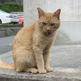 （分類：）位於 。 由 aaww20 提交（商品編號 1256238371，圖片 1）。簡介： 。